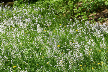 Wiesen-Schaumkraut,  Cardamine pratensis