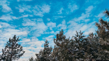 Snow-covered pine tree branch in winter on blue sky, snow, pine tree, cold, weather, seasonal, nature.