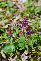 Hohler Lerchensporn,  Corydalis cava