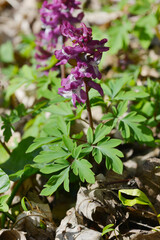Hohler Lerchensporn,  Corydalis cava