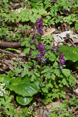 Hohler Lerchensporn,  Corydalis cava