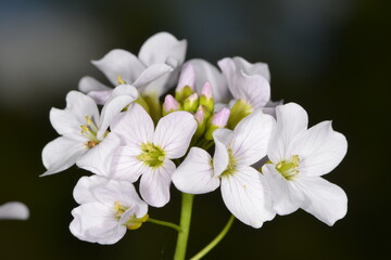Wiesen-Schaumkraut,  Cardamine pratensis
