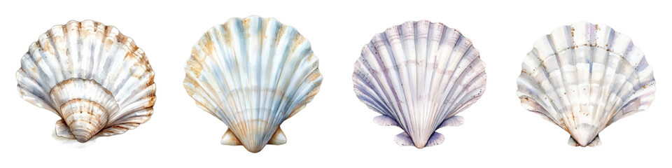 Watercolor set of white sea shells. White seashells for pearl cultivation. Watercolor sea and ocean mollusks. Concept of marine inhabitants and elements. Vector illustration.