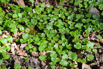 Scharbockskraut  Feigwurz,  Ficaria  verna