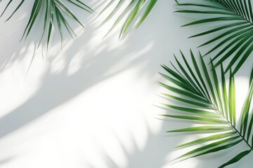 Palm Leaf Fronds Casting Shadows on White Surface Backdrop Overhead