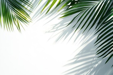 Palm Fronds Casting Shadows on White Surface with Copy Space