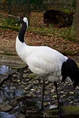 Standing Crane by a Rocky Stream