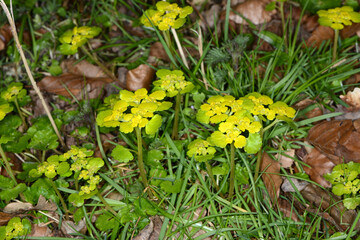 Wechselbl&auml;ttriges Milzkraut,  Chrysoplenium alternifolium