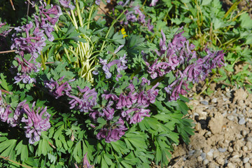 Hohler Lerchensporn,  Corydalis cava