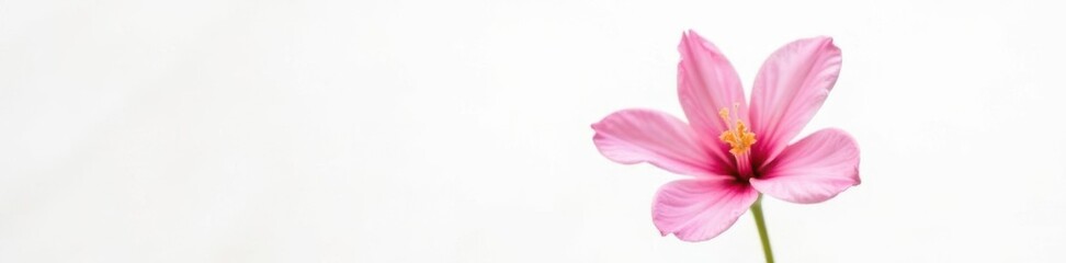 Single bloom of flower in isolation against white background, floral, single bloom, petals