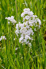 Fototapeta premium Wiesen-Schaumkraut, gefülltblütiges, Cardamine pratensis, Plena