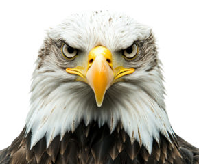 Eagle stare wildlife isolated on transparent background