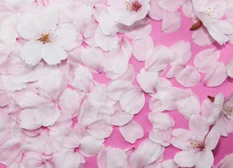 桜の花_春の背景