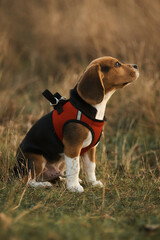 Beagle puppy