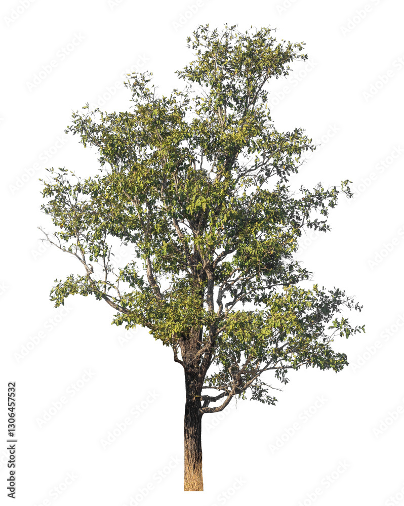 Poster Single tree isolated on transparent background with clipping path and alpha channel