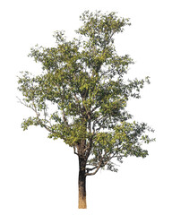 Single tree isolated on transparent background with clipping path and alpha channel