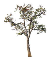 Obraz premium Single tree isolated on transparent background with clipping path and alpha channel