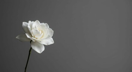 Elegant white rose on minimalist gray background