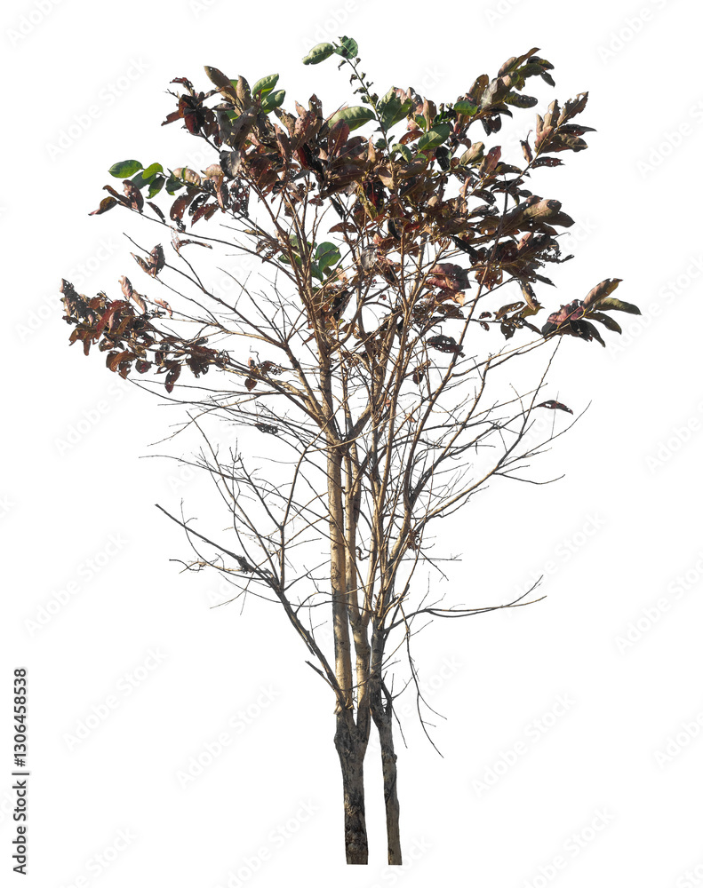 Aufkleber Single tree isolated on transparent background with clipping path and alpha channel