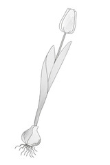 tulip flower with bulb on white background on white background black and white vector illustration