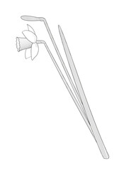 one daffodil flower on white background black and white vector illustration