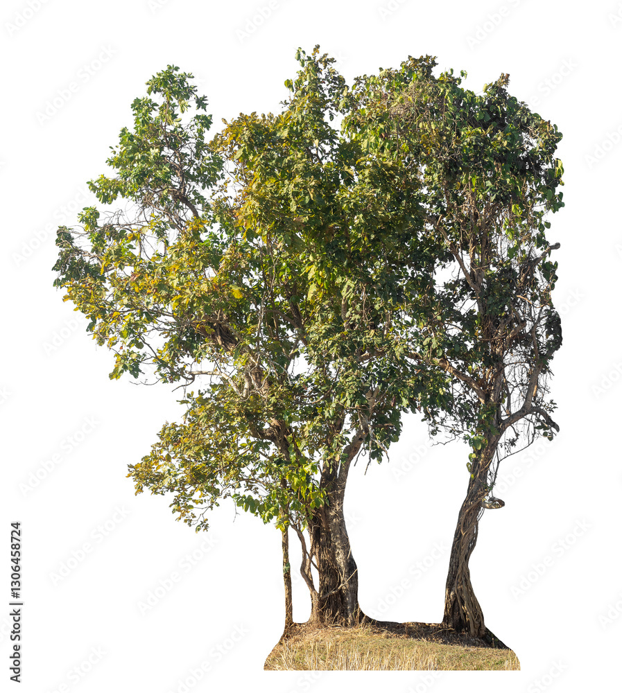 Aufkleber Single tree isolated on transparent background with clipping path and alpha channel