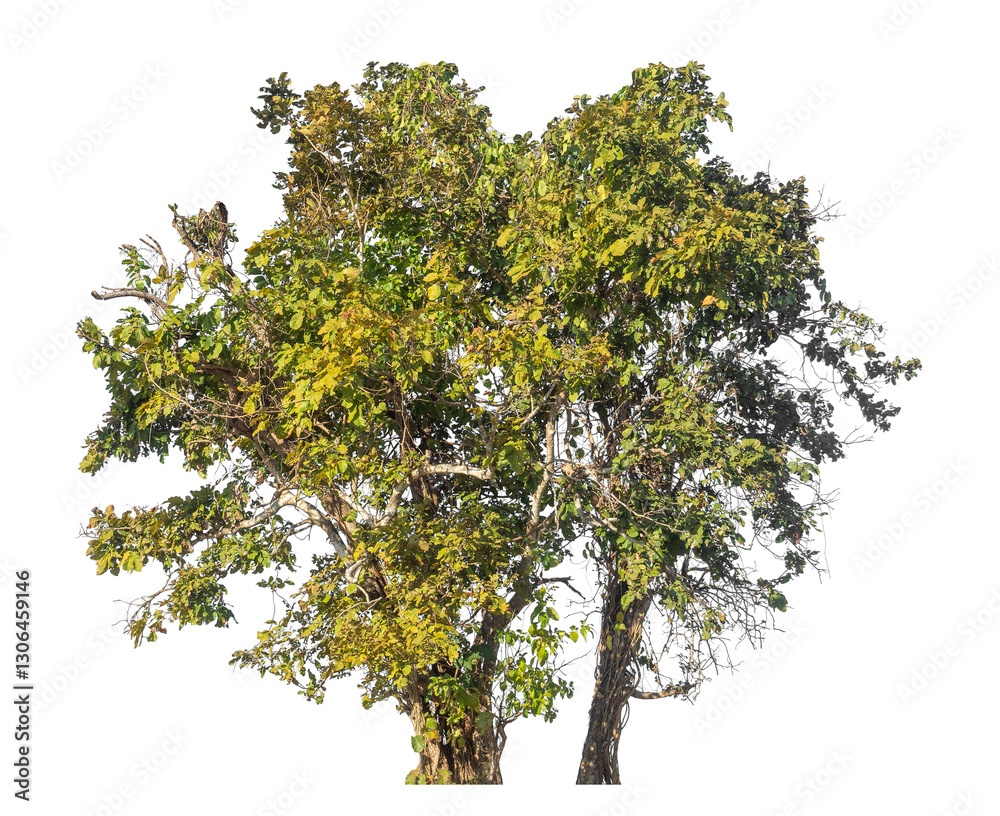 Poster Single tree isolated on transparent background with clipping path and alpha channel