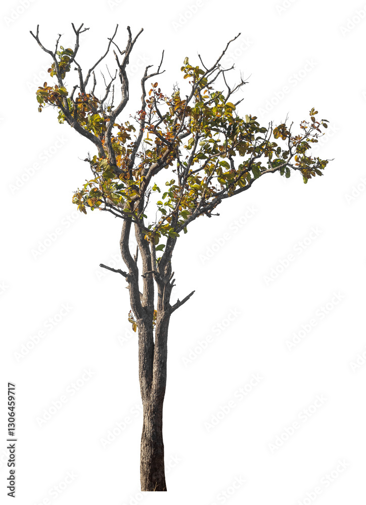 Aufkleber Single tree isolated on transparent background with clipping path and alpha channel
