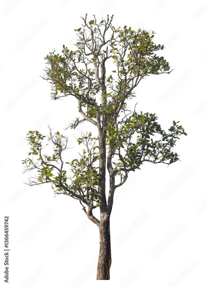Poster Single tree isolated on transparent background with clipping path and alpha channel