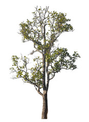 Single tree isolated on transparent background with clipping path and alpha channel