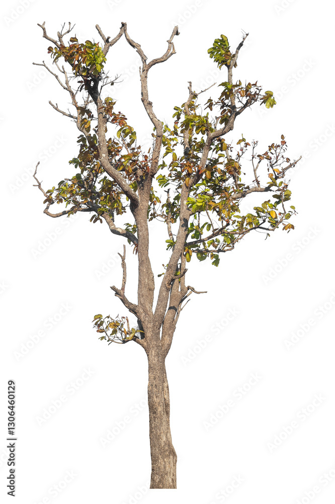 Poster Single tree isolated on transparent background with clipping path and alpha channel