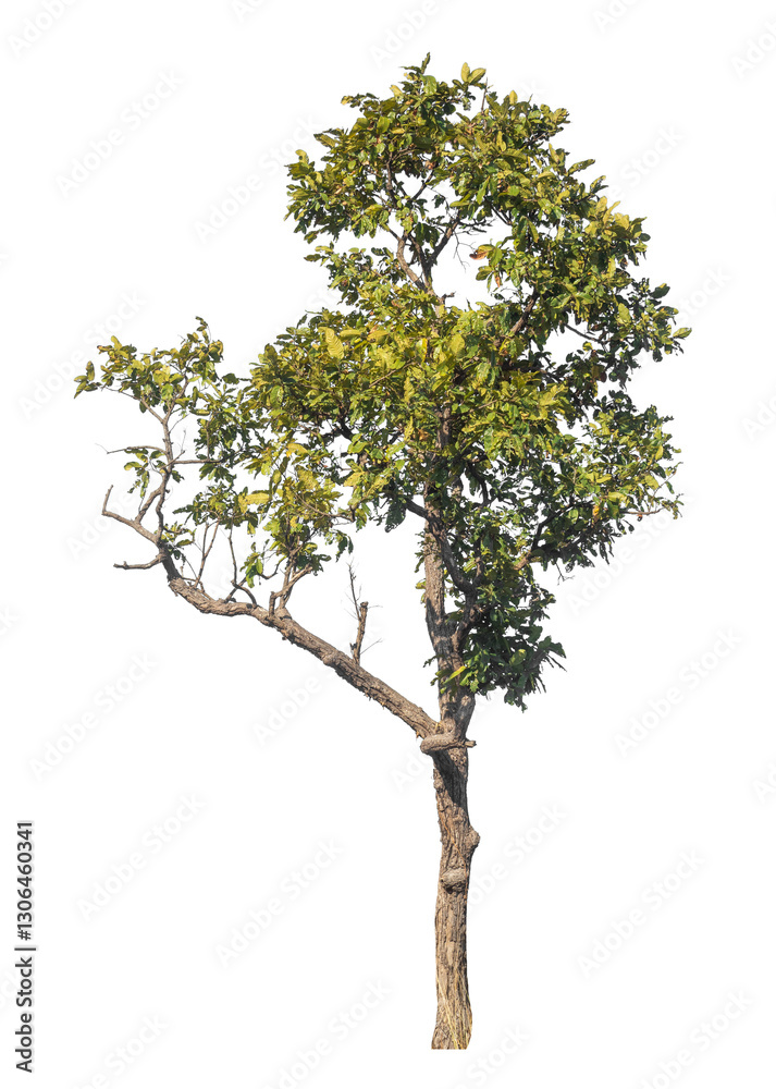 Aufkleber Single tree isolated on transparent background with clipping path and alpha channel