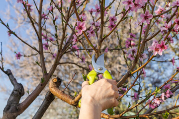 Female gardener with a pruner shears the nectarine tree.