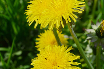 Gemeiner Löwenzahn,  Gemeine  Kuhblume,  Taraxacum officinale