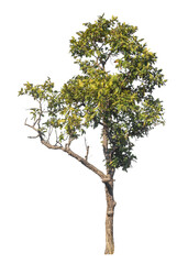 Obraz premium Single tree isolated on transparent background with clipping path and alpha channel
