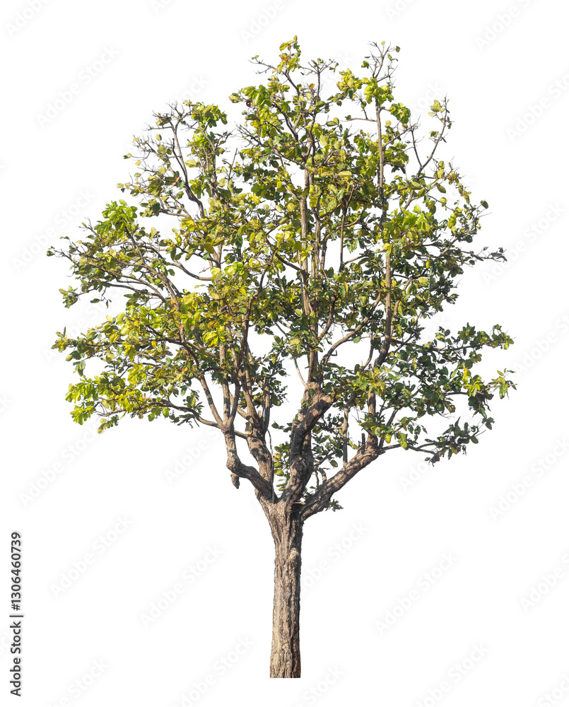 Aufkleber Single tree isolated on transparent background with clipping path and alpha channel
