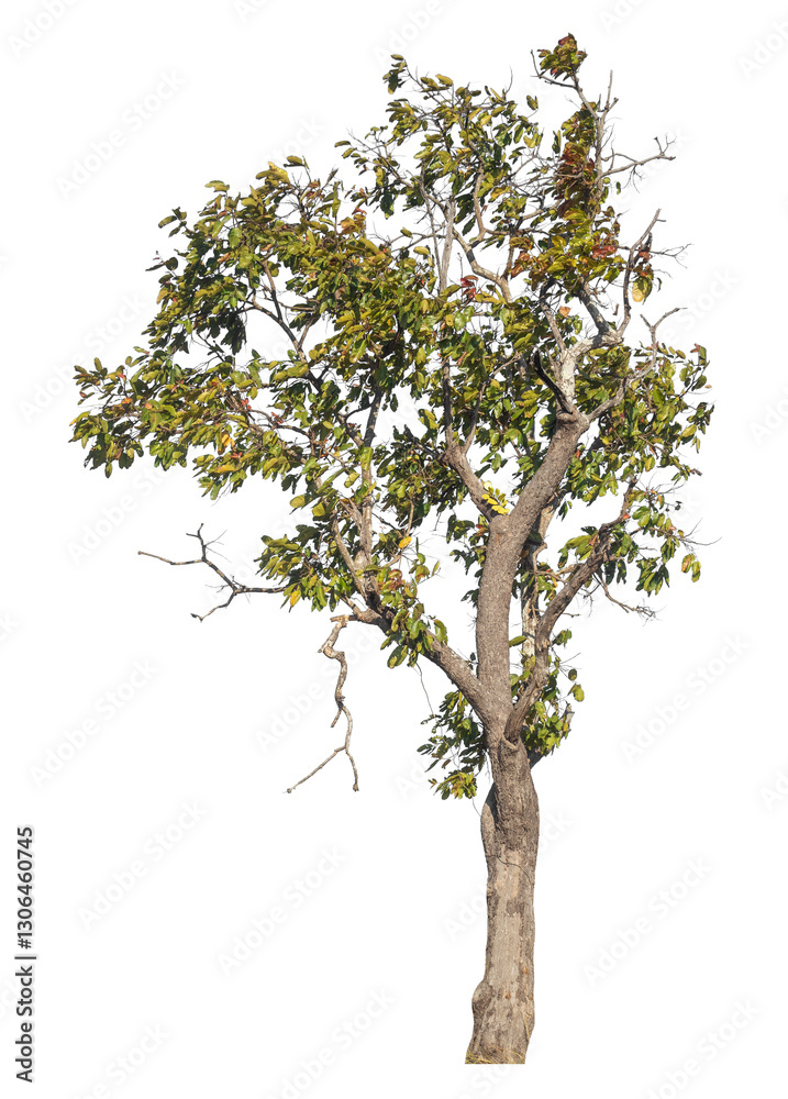 Poster Single tree isolated on transparent background with clipping path and alpha channel