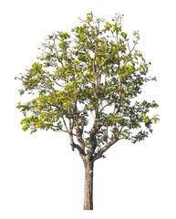 Single tree isolated on transparent background with clipping path and alpha channel