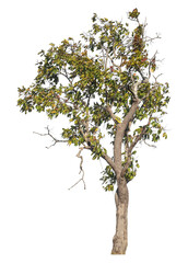 Single tree isolated on transparent background with clipping path and alpha channel