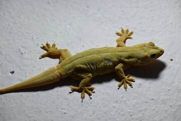 Pacific house gecko on the wall in night. Its other names Asian house gecko, wall gecko, house lizard, tiktiki, chipkali, moon lizard and common house gecko.