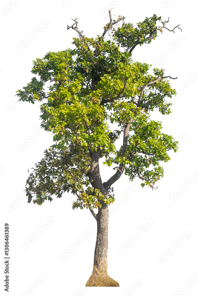 Aufkleber Single tree isolated on transparent background with clipping path and alpha channel