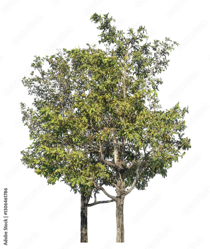 Poster Trees isolated on transparent background with clipping path and alpha channel