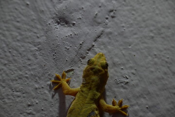 Pacific house gecko on the wall in night. Its other names Asian house gecko, wall gecko, house lizard, tiktiki, chipkali, moon lizard and common house gecko.
