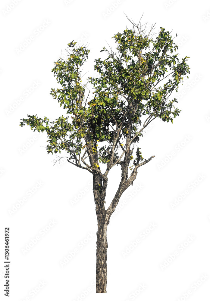Poster Single tree isolated on transparent background with clipping path and alpha channel