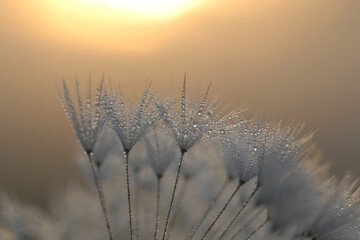 Gemeiner Löwenzahn,  Gemeine  Kuhblume,  Taraxacum officinale