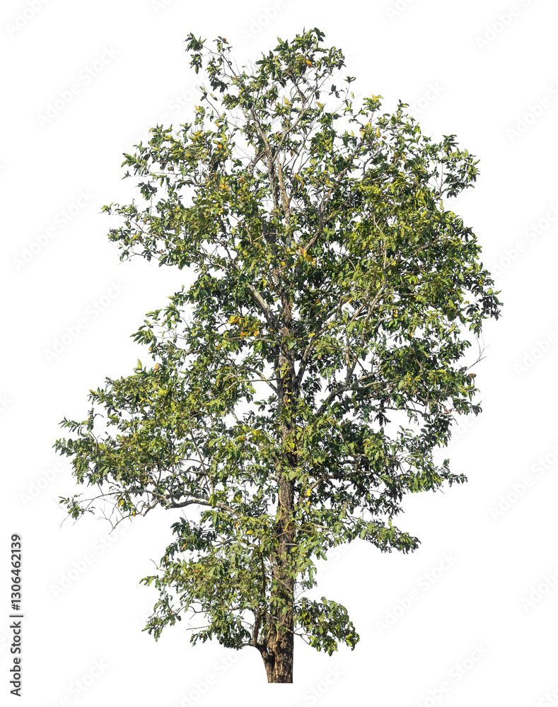 Poster Single tree isolated on transparent background with clipping path and alpha channel