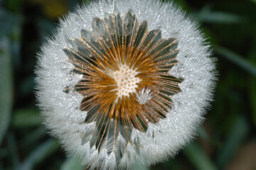 Gemeiner Löwenzahn,  Gemeine  Kuhblume,  Taraxacum officinale