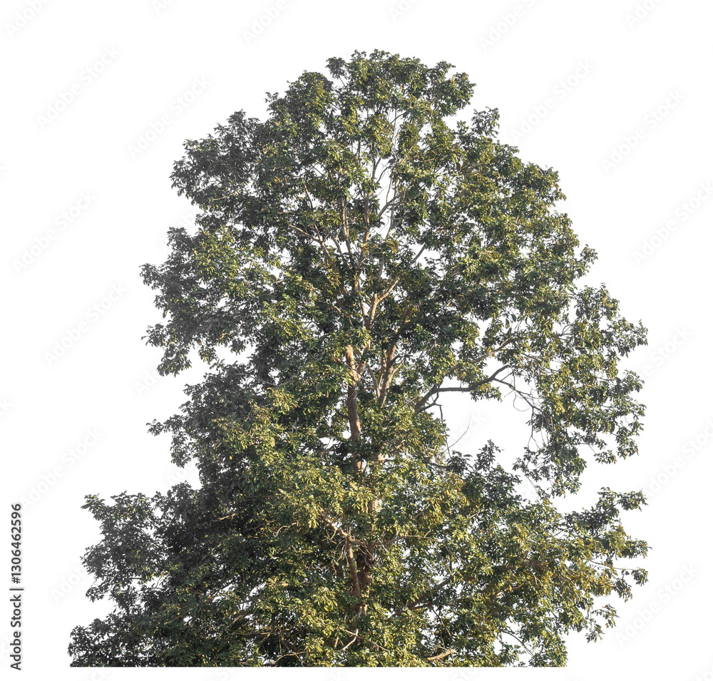 Aufkleber Single tree isolated on transparent background with clipping path and alpha channel