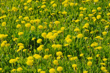 Fototapeta premium Gemeiner Löwenzahn, Gemeine Kuhblume, Taraxacum officinale