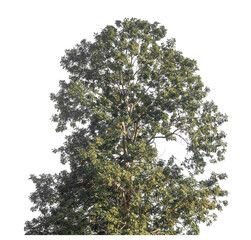 Single tree isolated on transparent background with clipping path and alpha channel